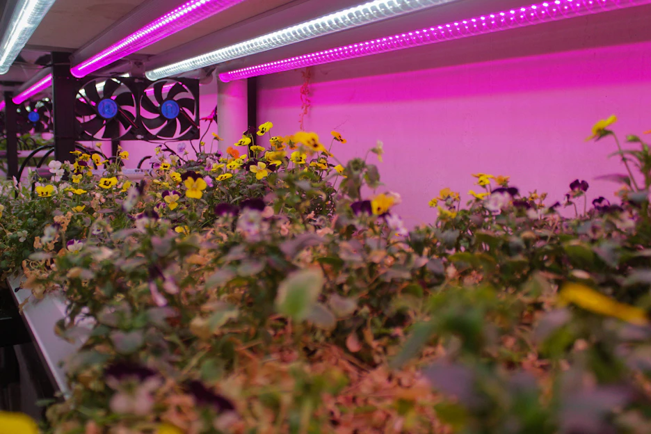 A vibrant indoor hydroponic garden setup with leafy greens thriving under LED lights.