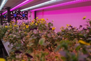 Essential Grow Equipment for You