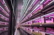 Rows of hydroponic plant shelves under purple and white LED lights create an industrial yet vibrant atmosphere. The reflective glass wall adds depth to the scene, with plants neatly arranged in a controlled indoor farming environment.