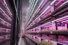 Rows of hydroponic plant shelves under purple and white LED lights create an industrial yet vibrant atmosphere. The reflective glass wall adds depth to the scene, with plants neatly arranged in a controlled indoor farming environment.