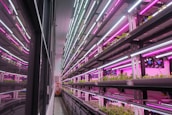 Rows of hydroponic plant shelves under purple and white LED lights create an industrial yet vibrant atmosphere. The reflective glass wall adds depth to the scene, with plants neatly arranged in a controlled indoor farming environment.