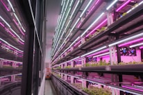 Rows of hydroponic plant shelves under purple and white LED lights create an industrial yet vibrant atmosphere. The reflective glass wall adds depth to the scene, with plants neatly arranged in a controlled indoor farming environment.