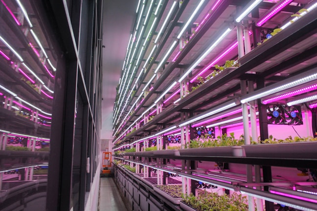Rows of hydroponic plant shelves under purple and white LED lights create an industrial yet vibrant atmosphere. The reflective glass wall adds depth to the scene, with plants neatly arranged in a controlled indoor farming environment.
