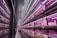 Rows of hydroponic plant shelves under purple and white LED lights create an industrial yet vibrant atmosphere. The reflective glass wall adds depth to the scene, with plants neatly arranged in a controlled indoor farming environment.