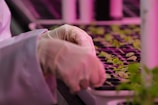 A person wearing white gloves tends to young seedlings in a nursery or laboratory setting, with rows of small plants aligned in trays. The environment is likely controlled, as indicated by the pink lighting.
