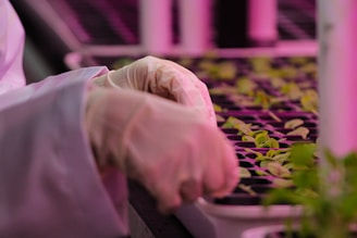 A person wearing white gloves tends to young seedlings in a nursery or laboratory setting, with rows of small plants aligned in trays. The environment is likely controlled, as indicated by the pink lighting.