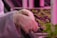 A person wearing white gloves tends to young seedlings in a nursery or laboratory setting, with rows of small plants aligned in trays. The environment is likely controlled, as indicated by the pink lighting.