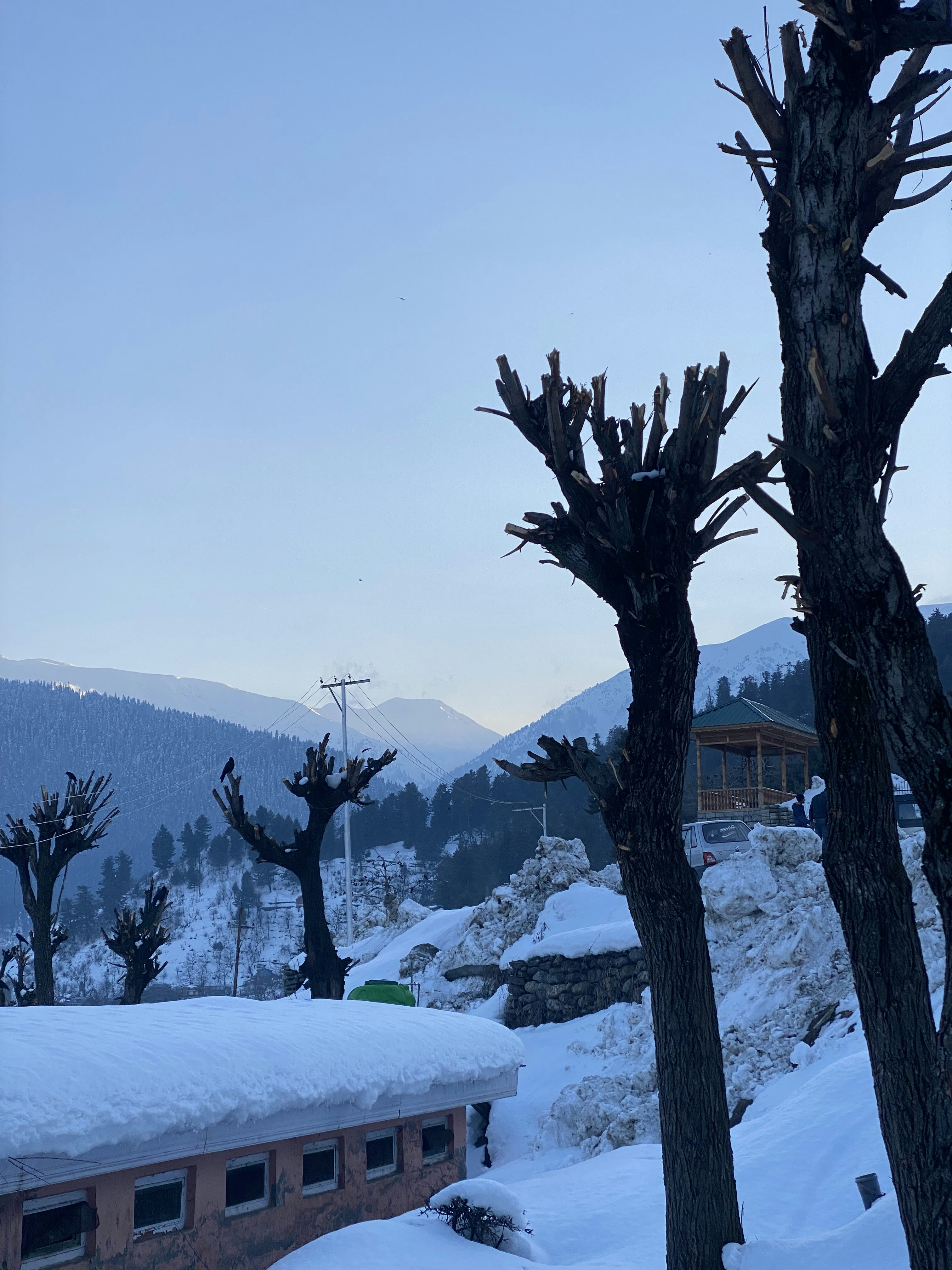 a snow covered hillside with trees in the foreground
