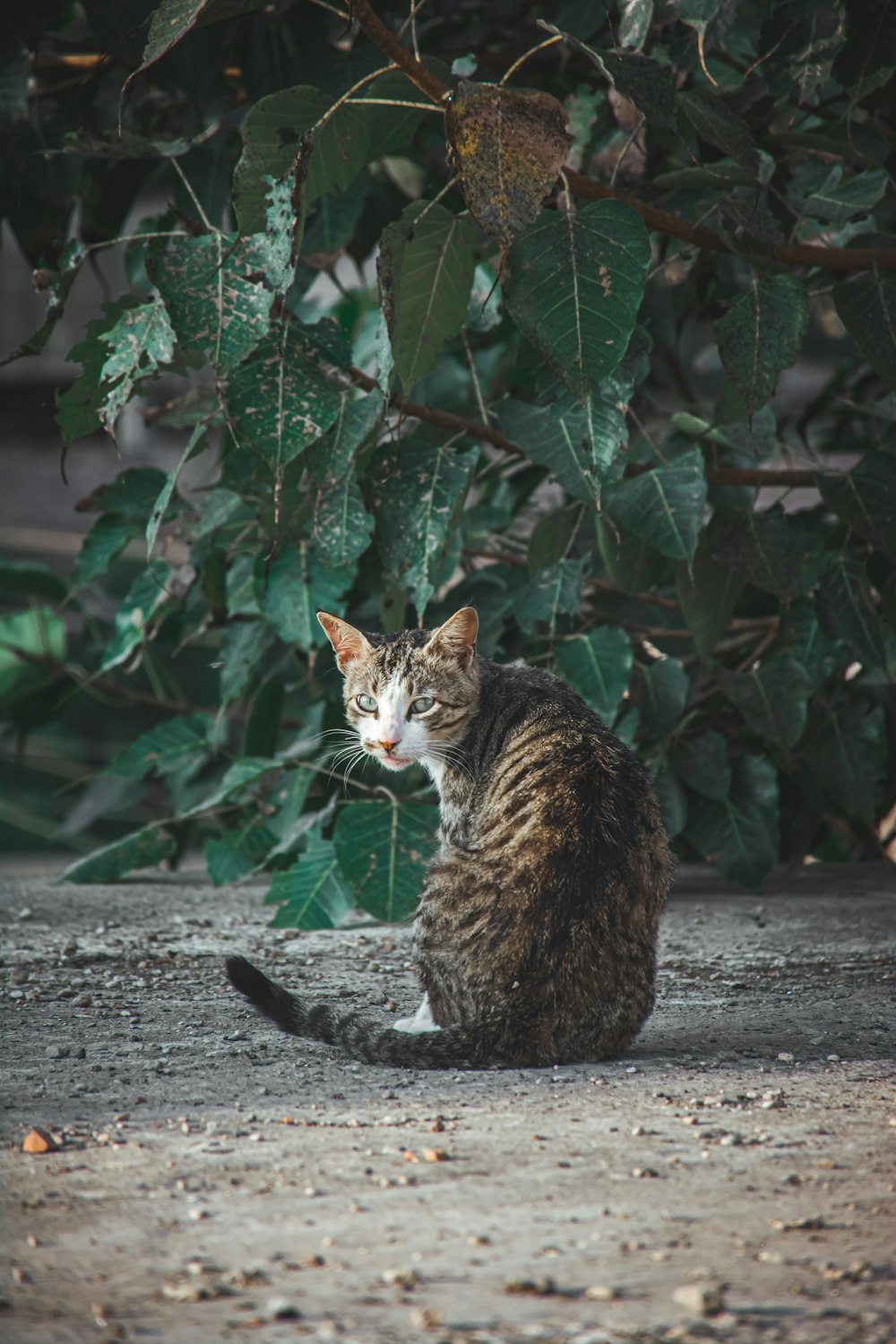 a cat sitting on the ground in front of a bush