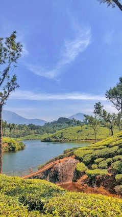 A scenic landscape featuring a serene body of water surrounded by lush, green tea plantations. Trees are scattered throughout the hills, and mountains can be seen in the background under a clear blue sky with wisps of clouds.