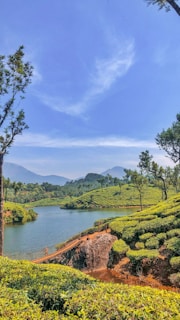 A scenic landscape featuring a serene body of water surrounded by lush, green tea plantations. Trees are scattered throughout the hills, and mountains can be seen in the background under a clear blue sky with wisps of clouds.