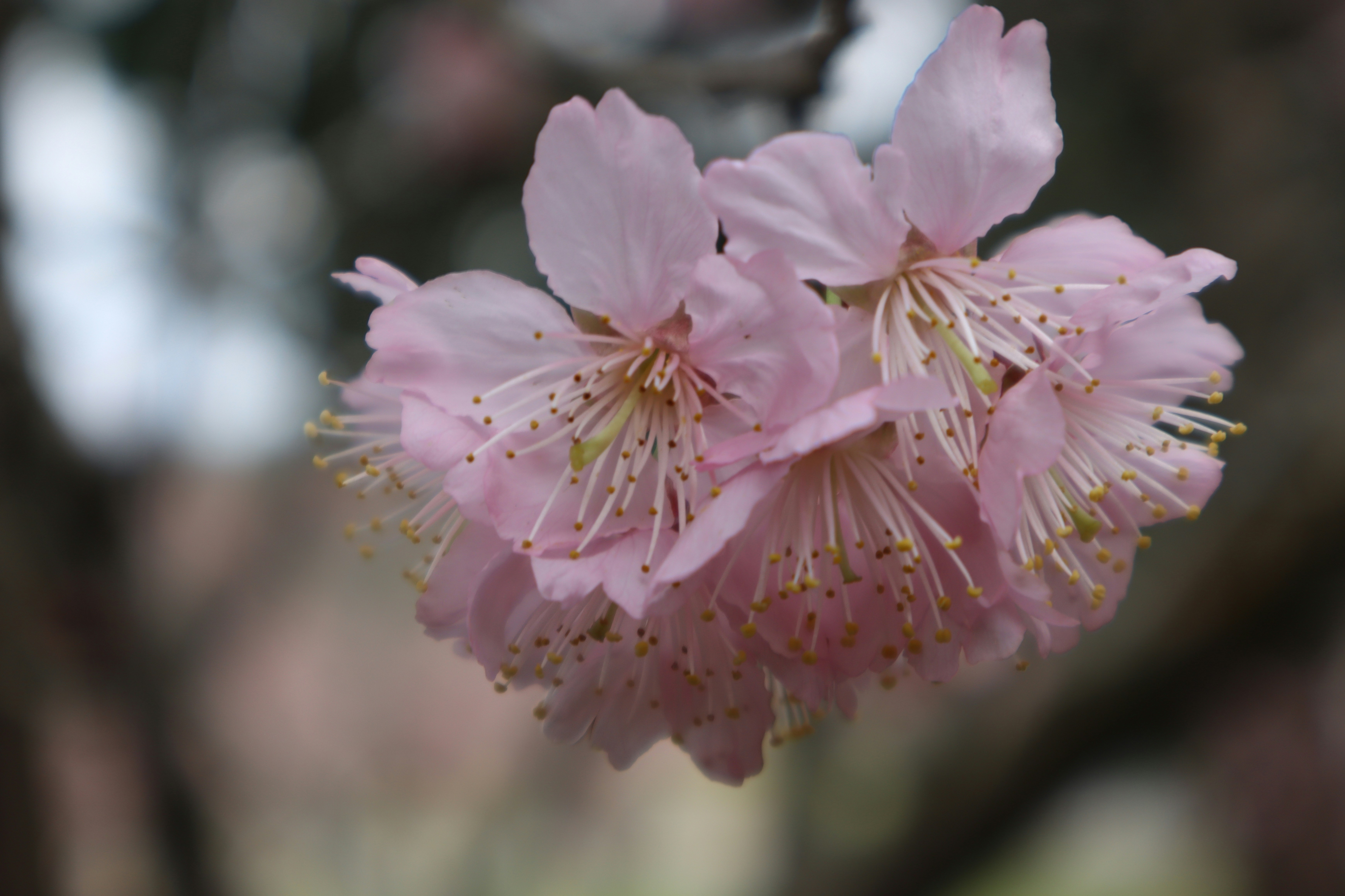 a close up of a pink flower on a tree