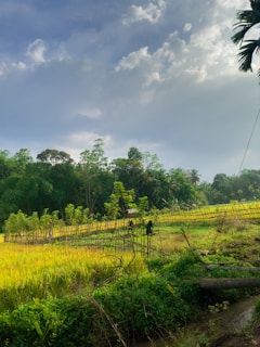 A lush green landscape with tribal farmers working in the fields.