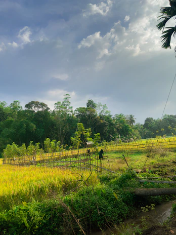 A lush green rice terrace in Bali with a local farmer tending to the fields.