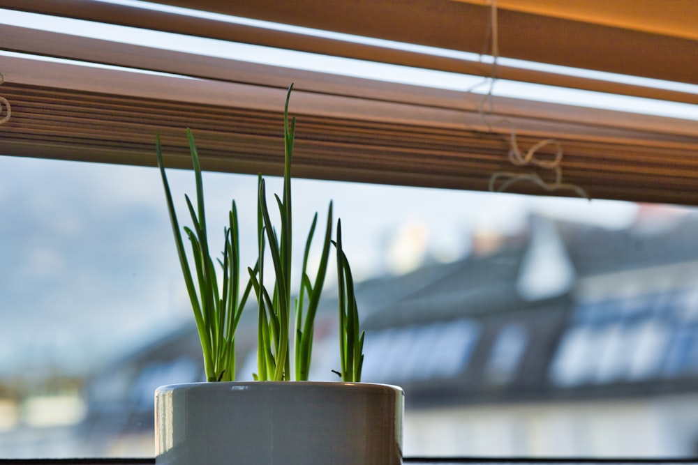 a potted plant sitting on top of a window sill