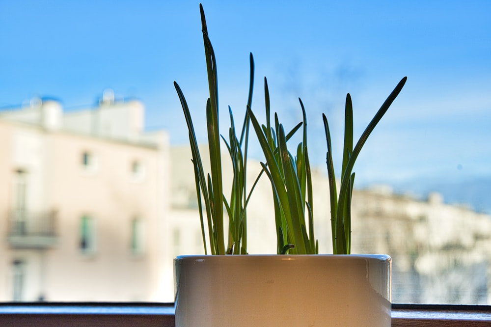 窓枠の上に座っている鉢植えの植物