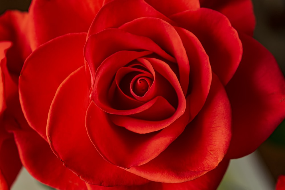 a close up of a red rose flower