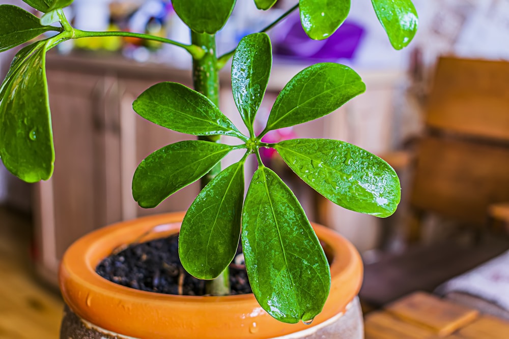 a potted plant with green leaves on a table