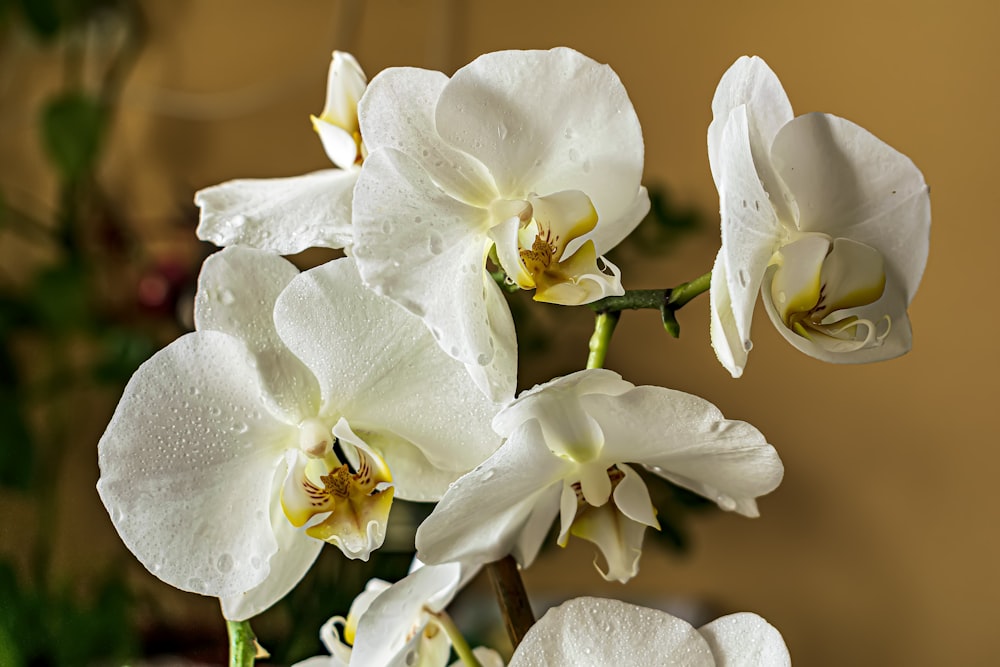 ein Strauß weißer Blumen mit Wassertröpfchen darauf