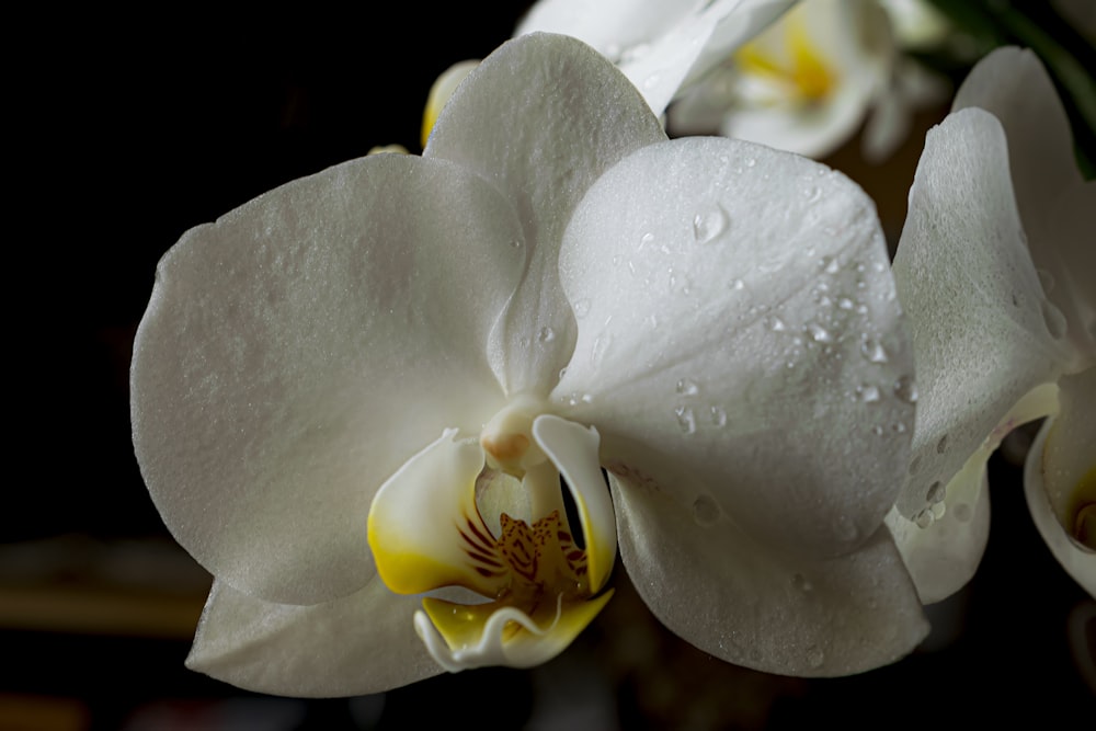 a close up of a white flower with drops of water on it