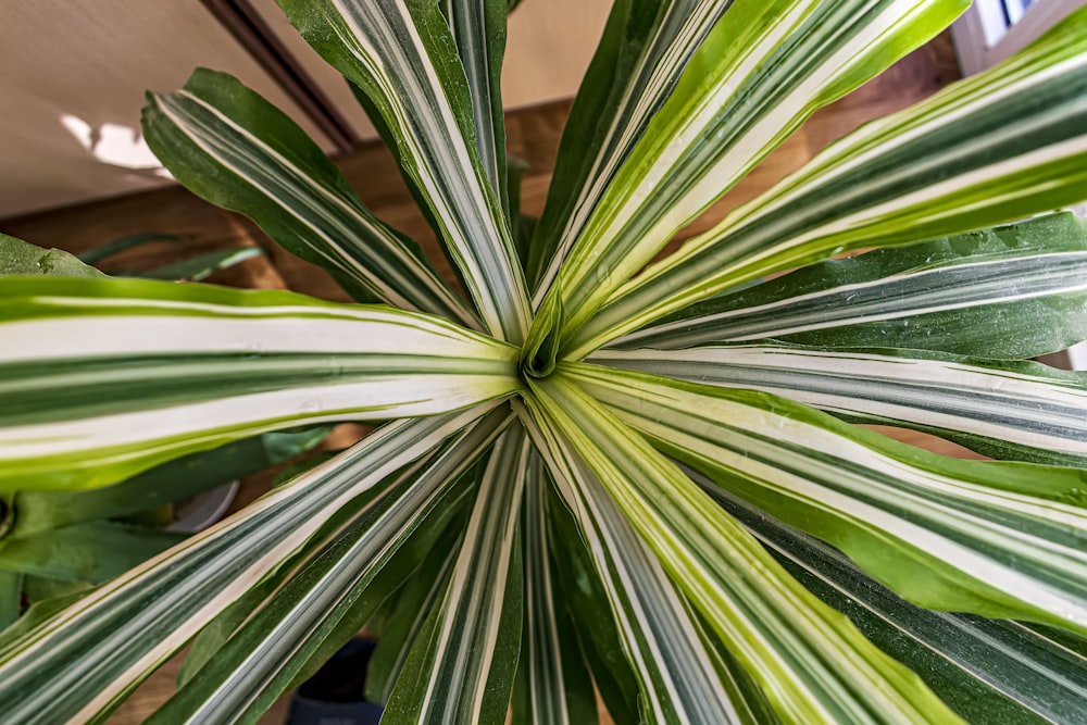 a close up of a large green and white plant