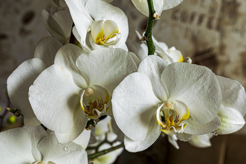 a bunch of white flowers are in a vase