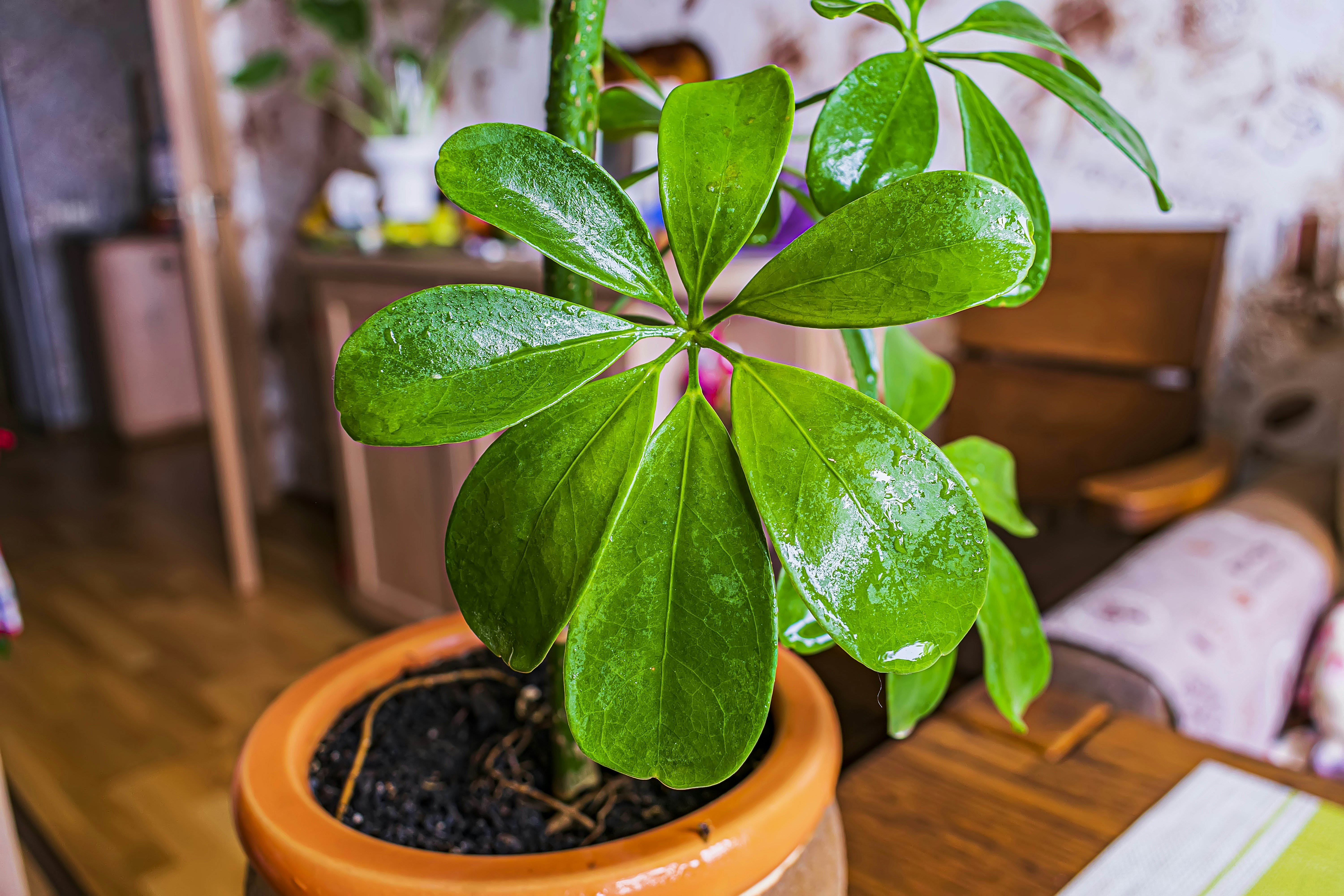a potted plant sitting on top of a wooden table