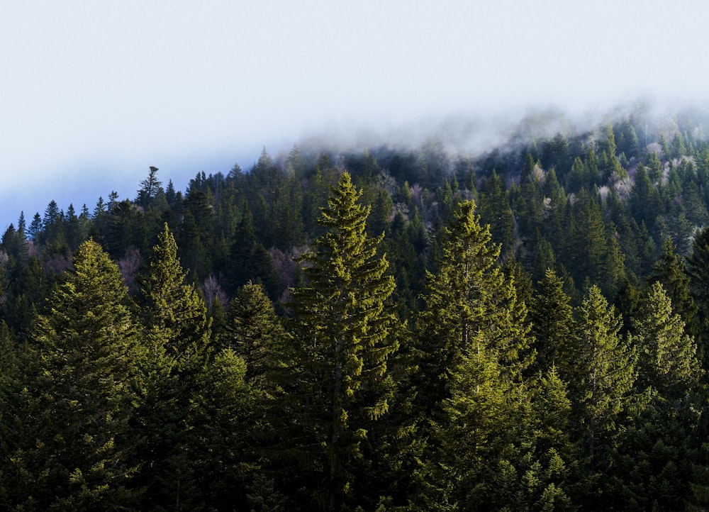 a group of pine trees in front of a mountain