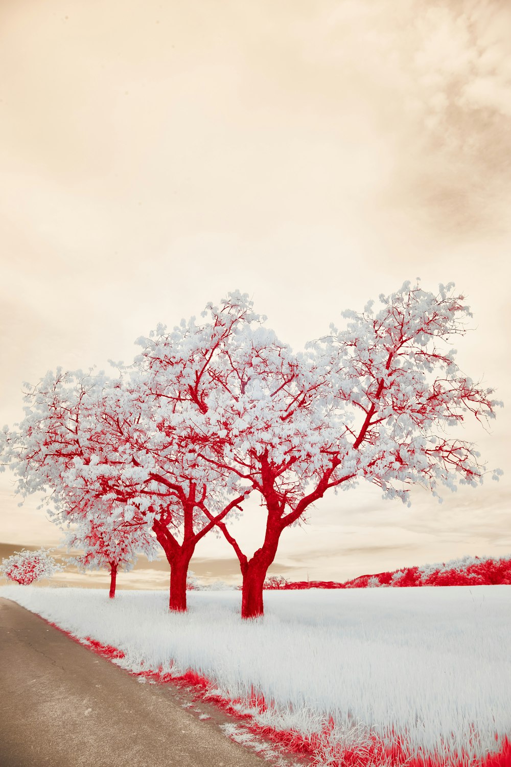 a red and white tree sitting on the side of a road