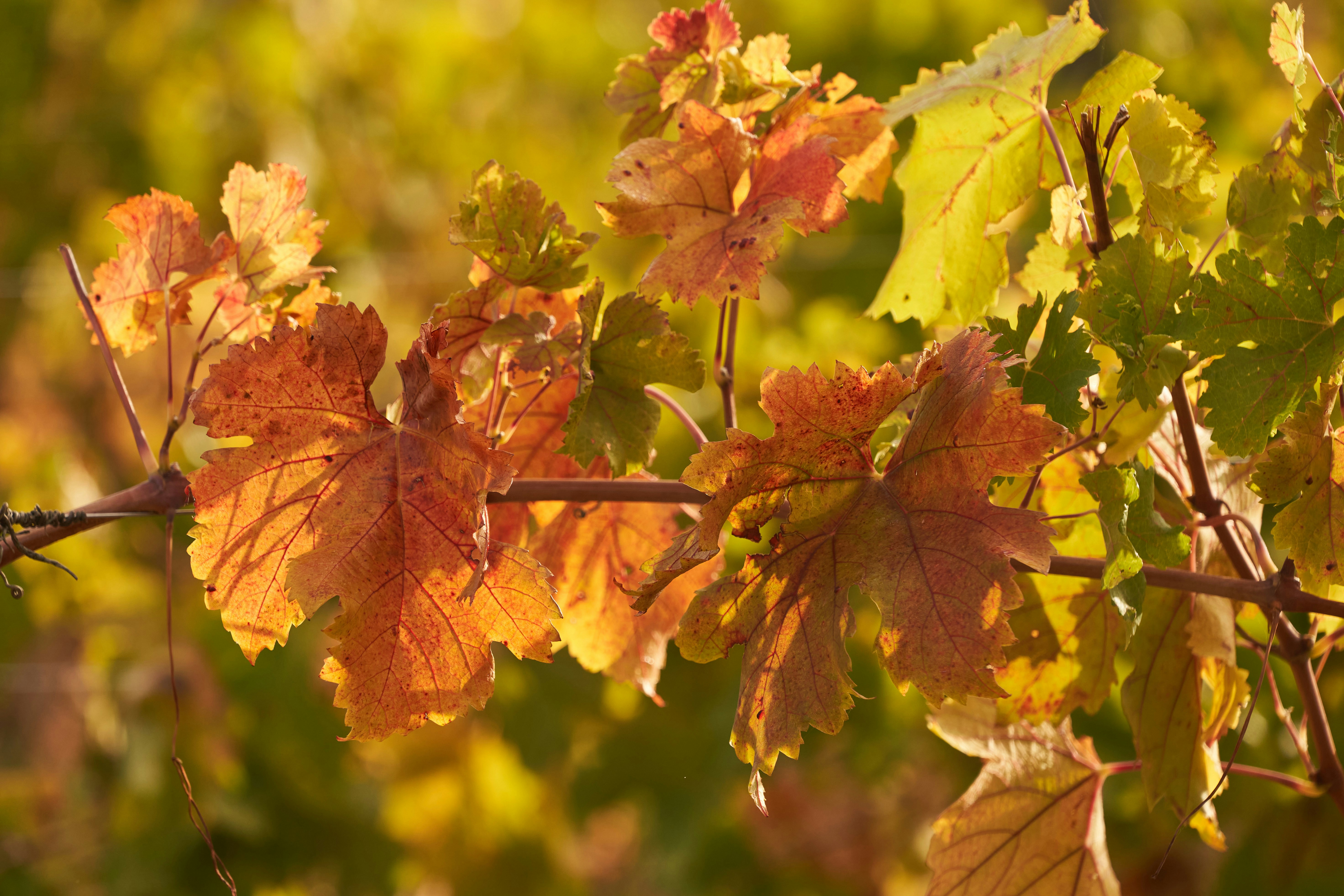 Photo by wolfgang_hasselmann