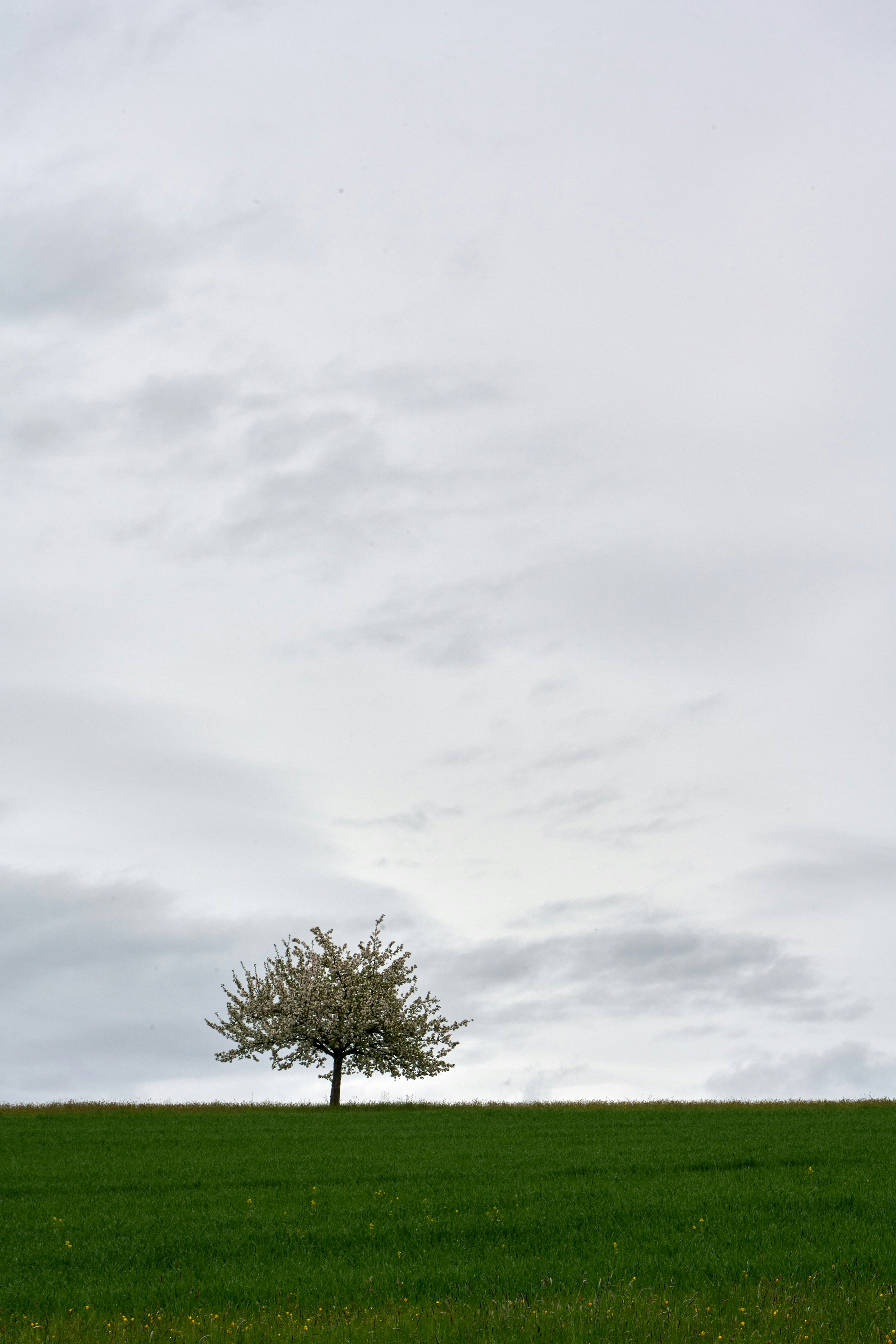 Photo by wolfgang_hasselmann