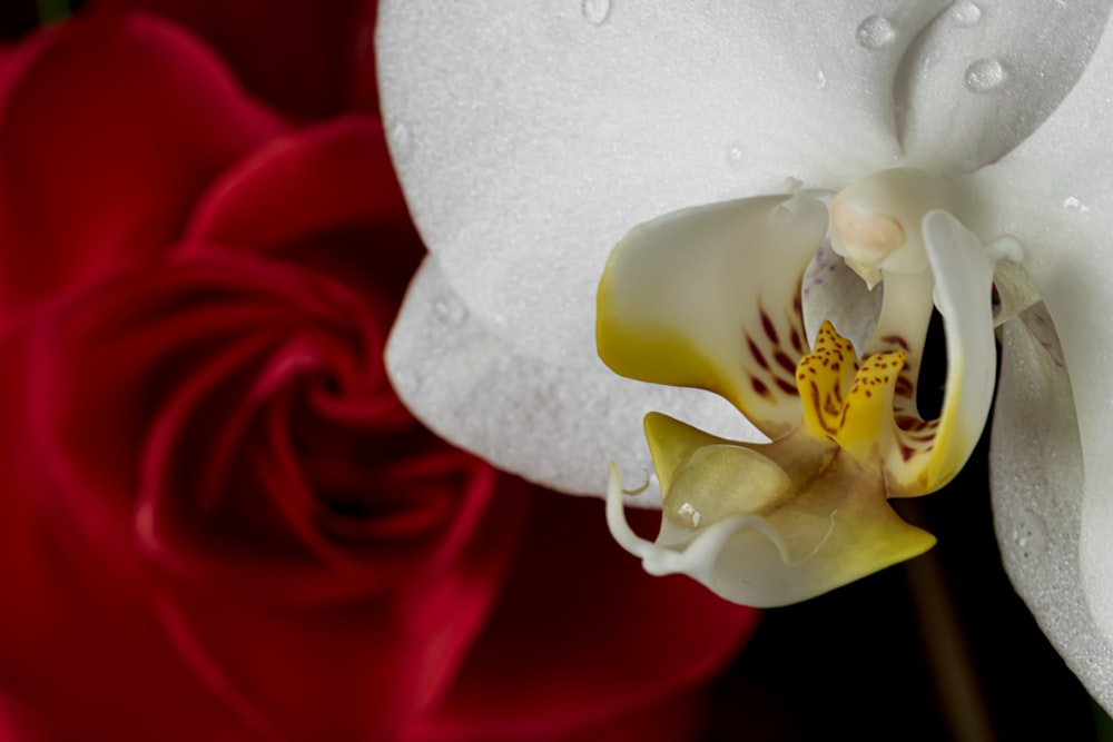 a close up of a white and red flower