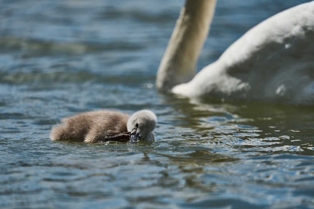 a mother swan and her baby swimming in the water