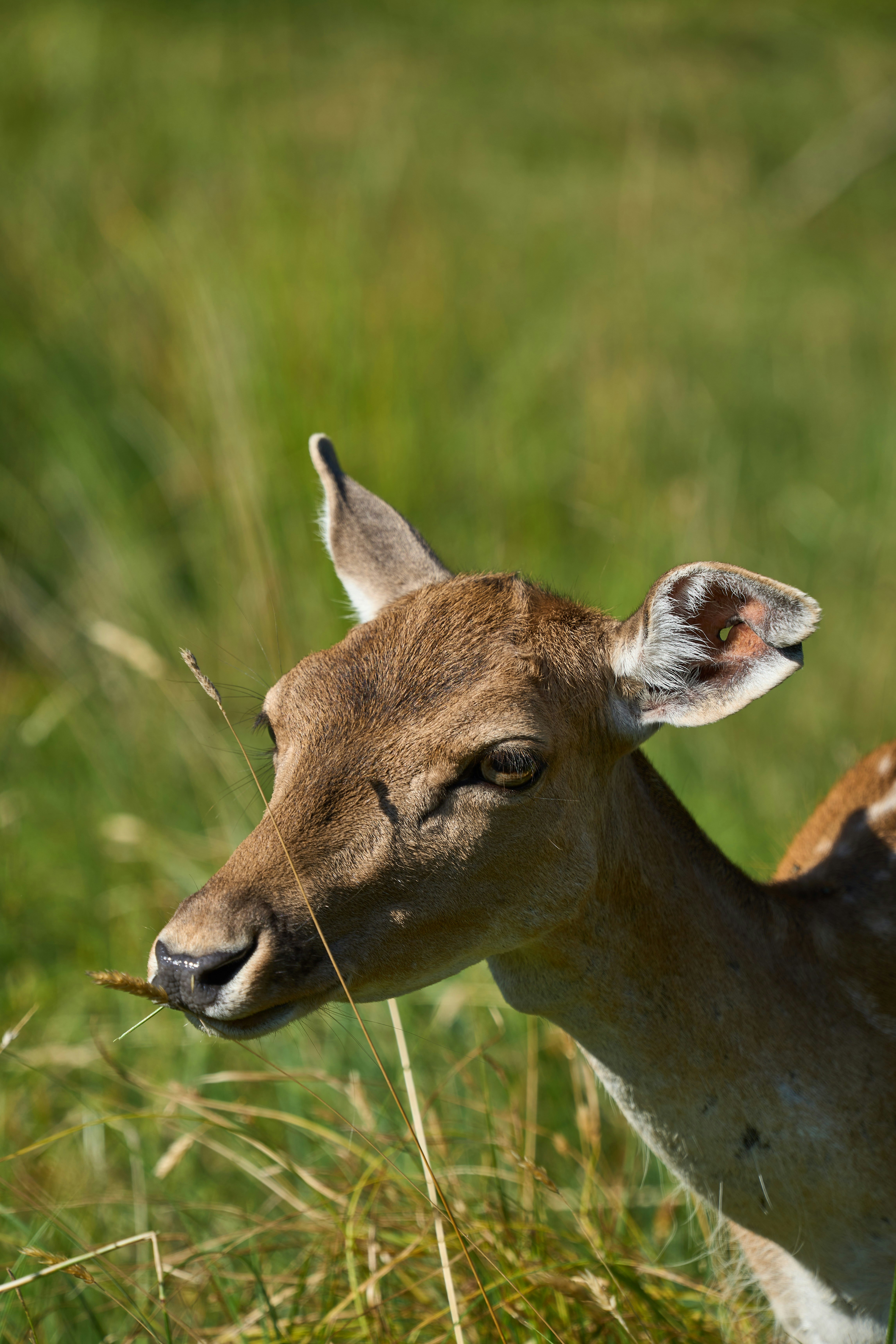 Photo by wolfgang_hasselmann