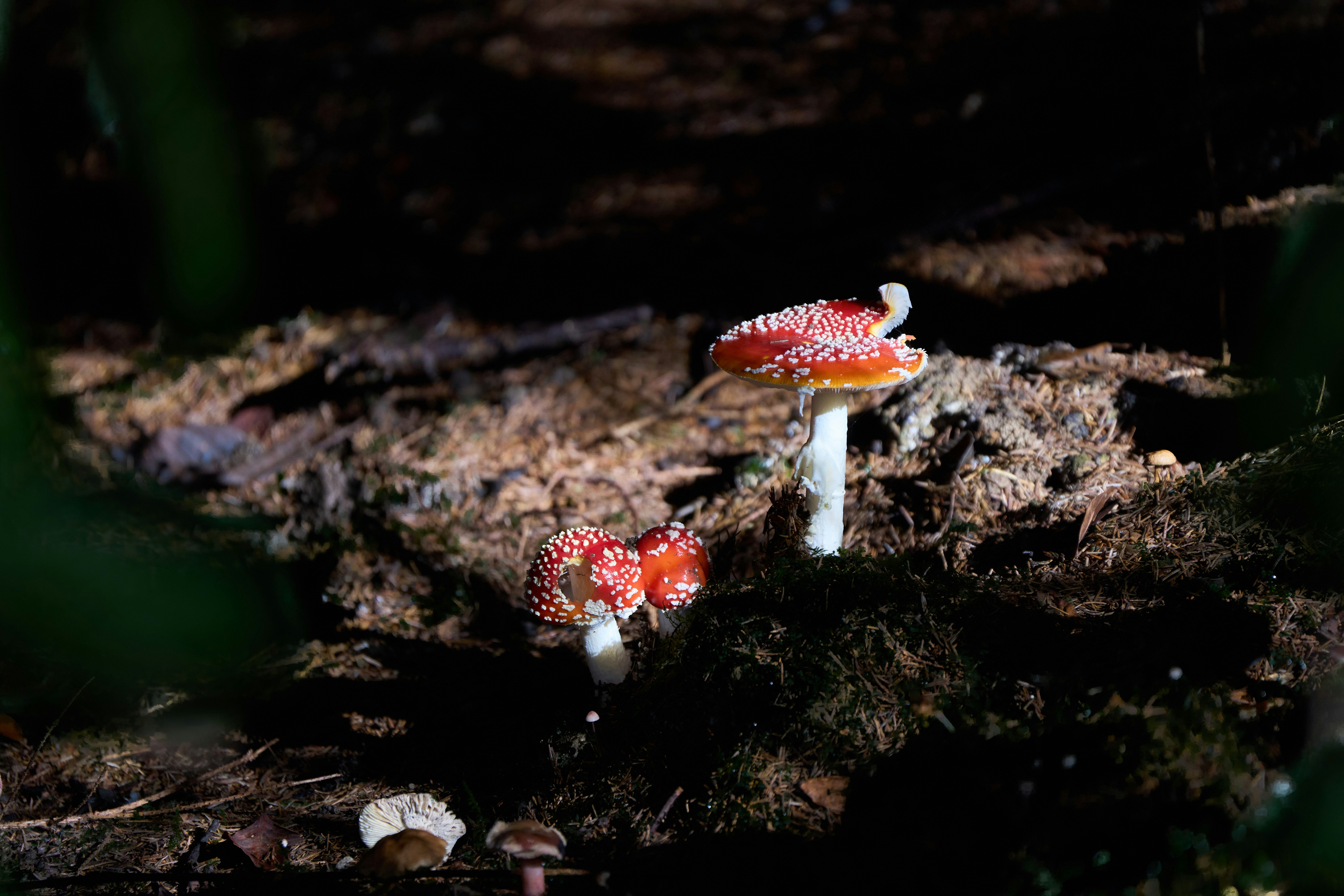 Photo by wolfgang_hasselmann