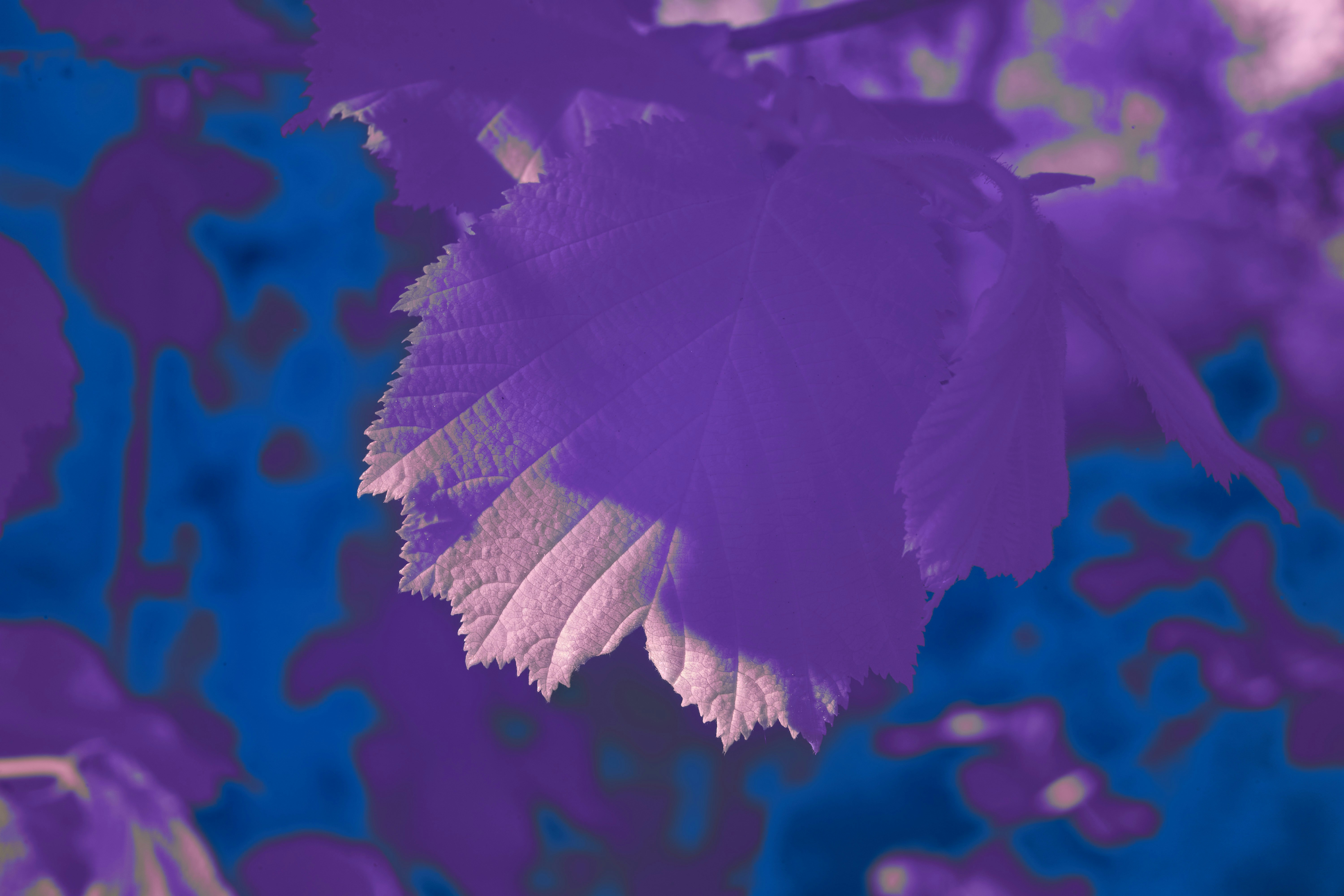 Photo by wolfgang_hasselmann