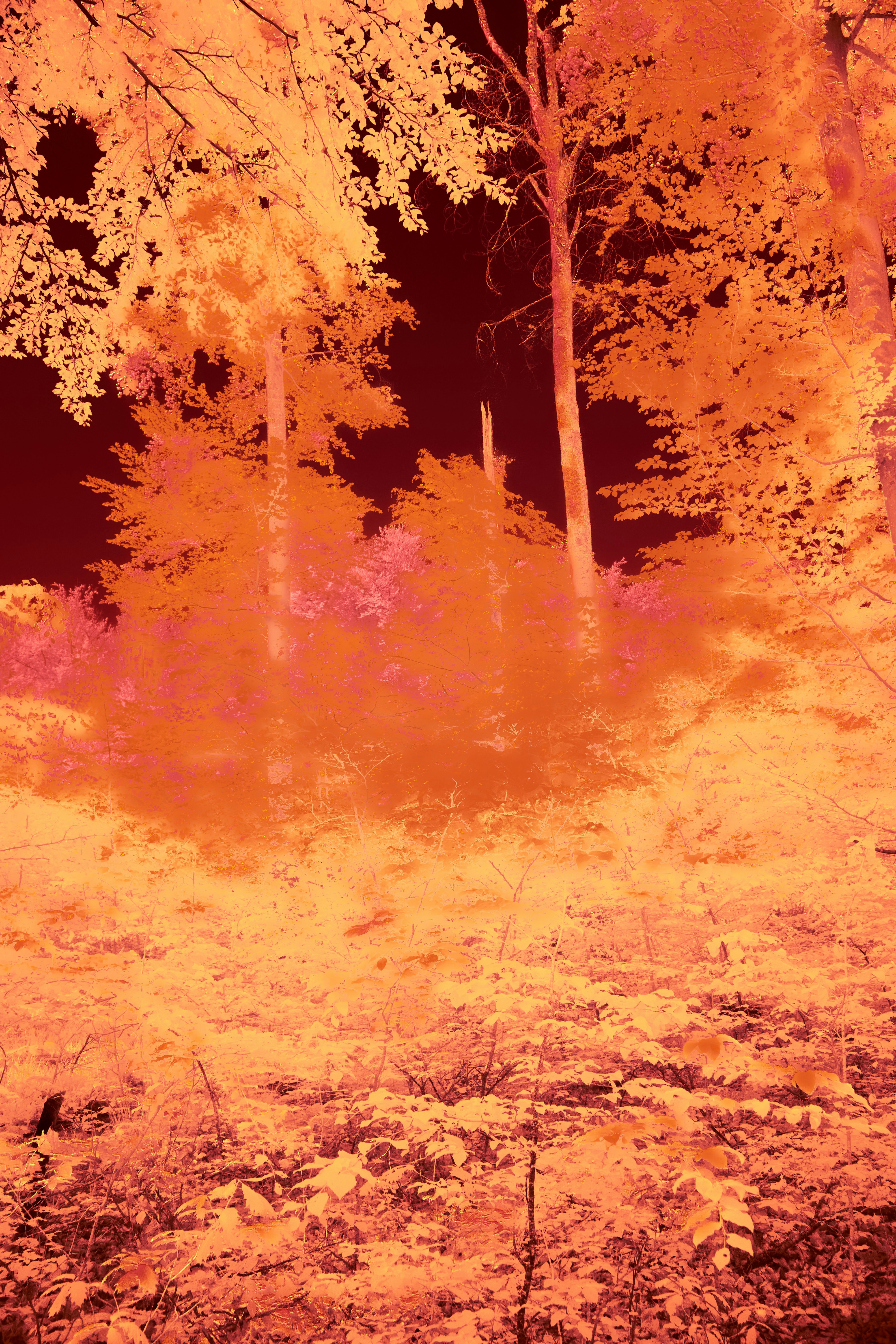 Photo by wolfgang_hasselmann