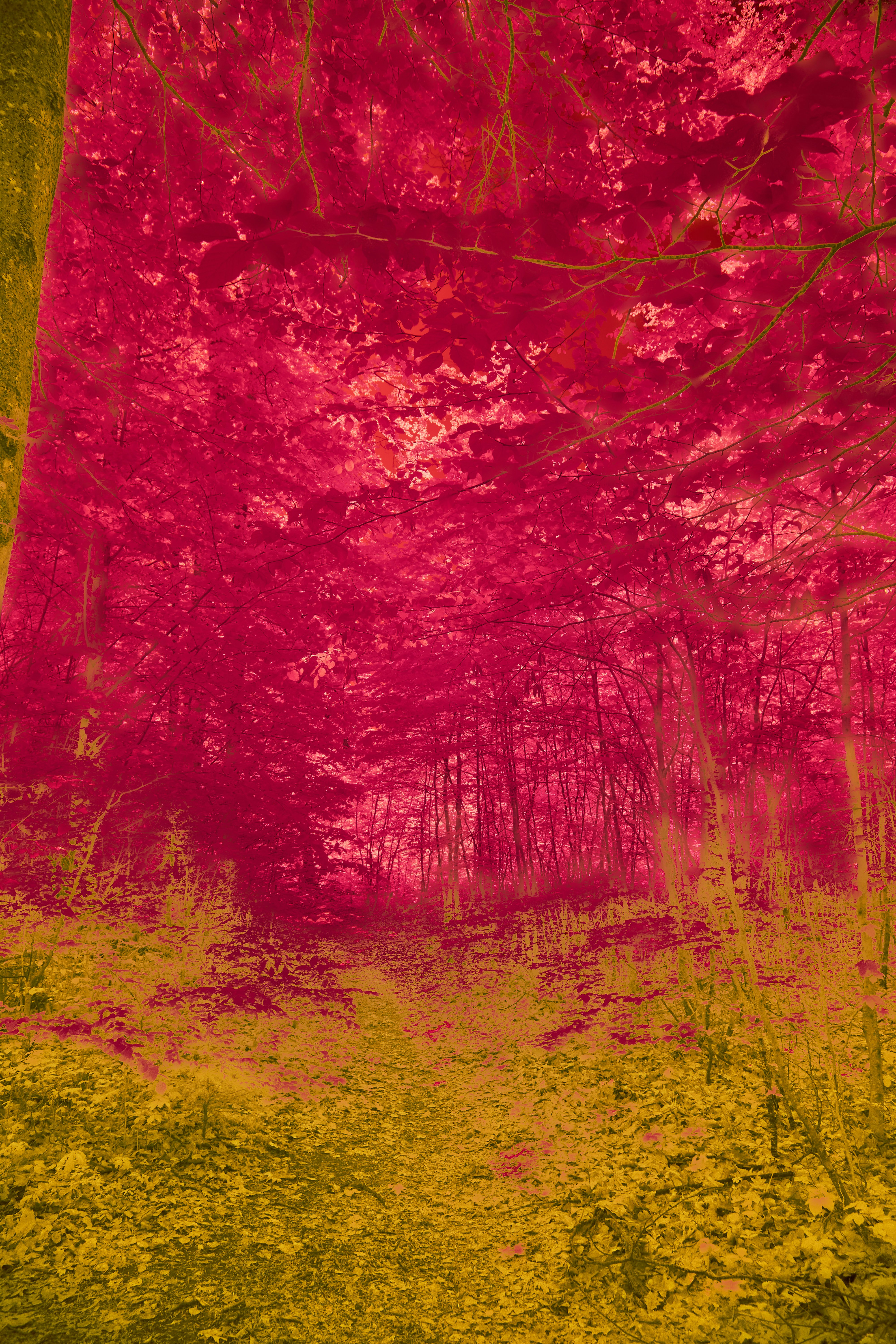 Photo by wolfgang_hasselmann