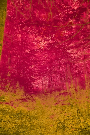 A dense forest scene is colored in an unusual palette of vibrant red and yellow, giving it a surreal and artistic appearance. Tall trees dominate the image, with their branches and leaves creating intricate patterns. The forest floor is covered with foliage and a visible path leading into the distance.