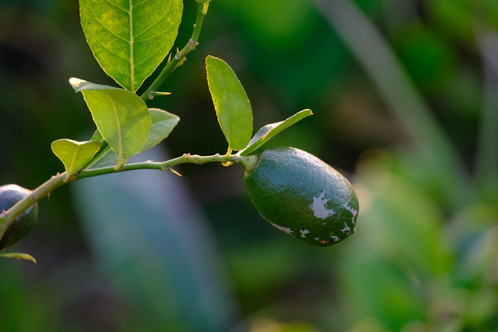 a close up of a leaf and fruit on a tree