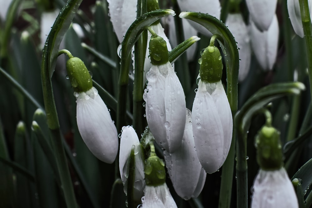 a group of white flowers with drops of water on them
