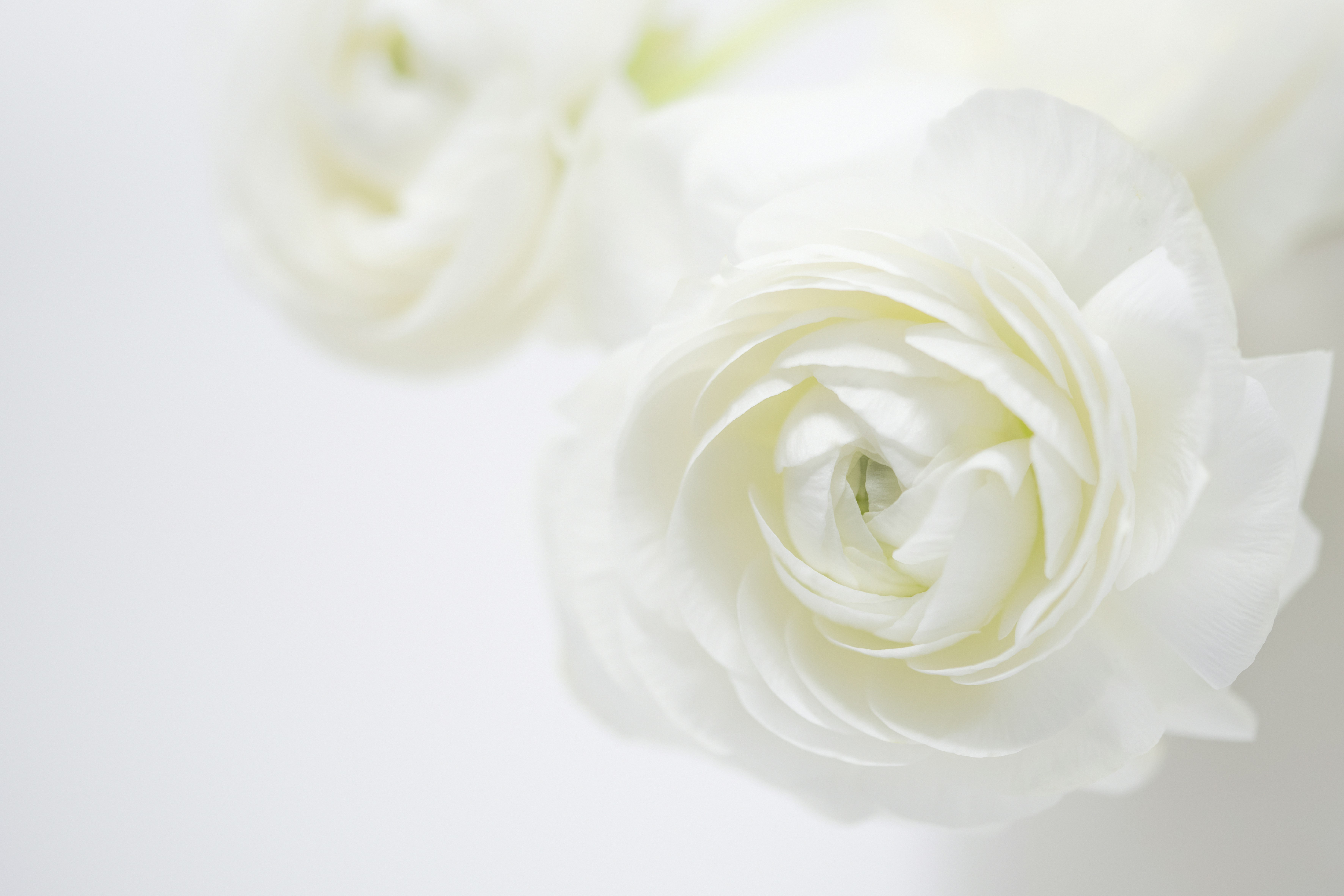 Photo by lauraadaiphoto