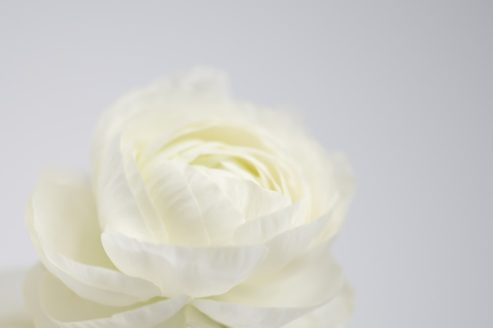 a close up of a white flower on a white background