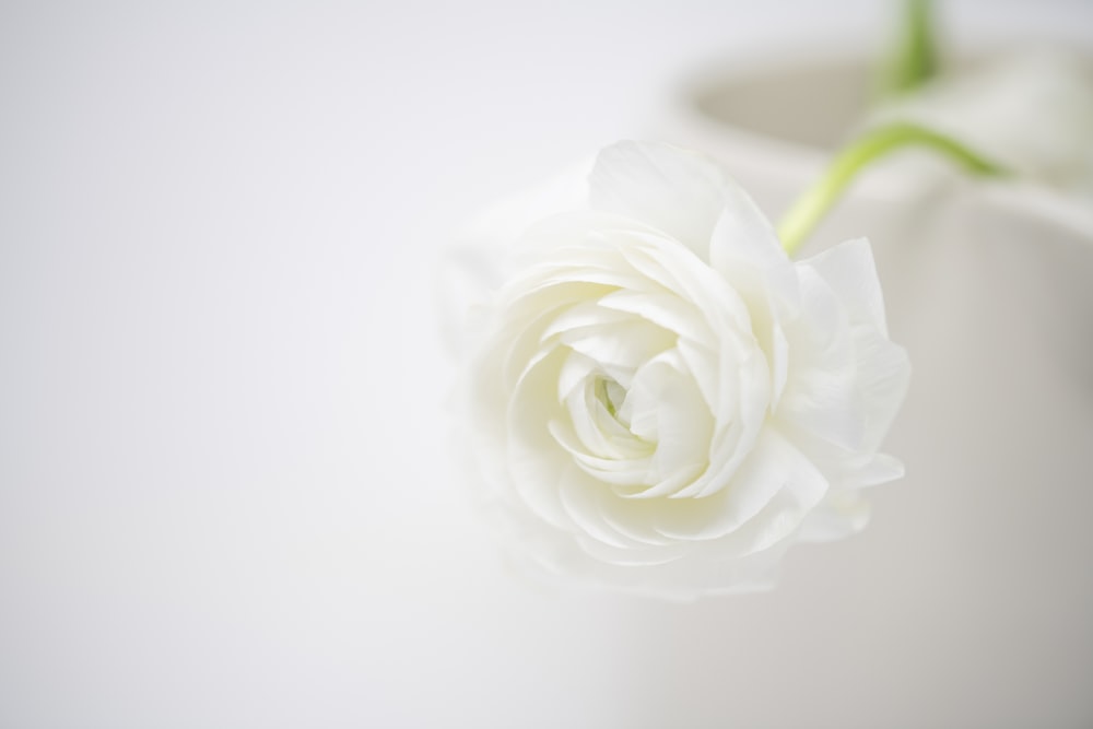 a single white flower in a white vase