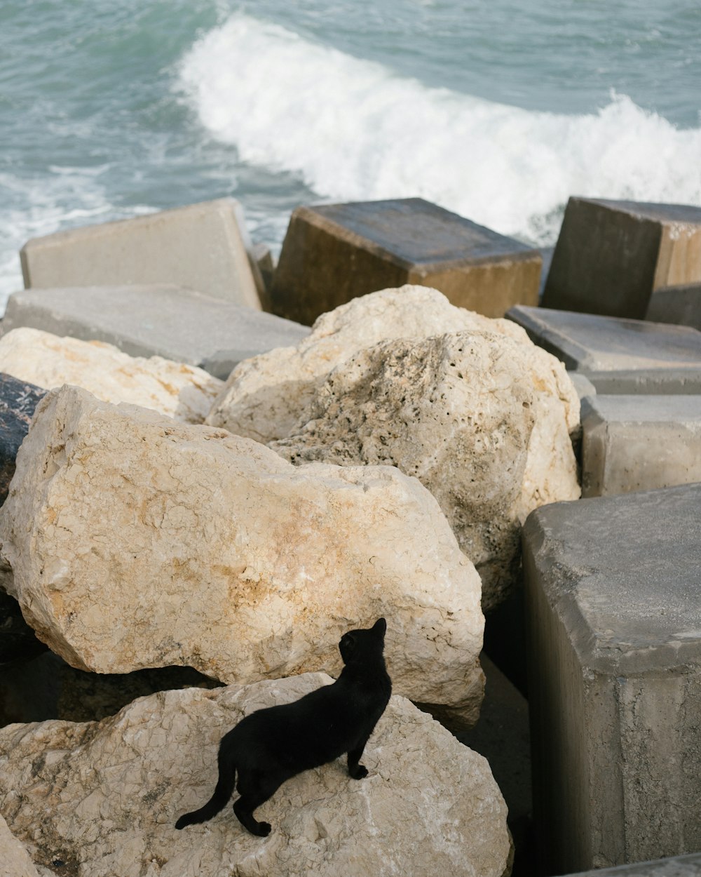 a black cat standing on a rock next to the ocean