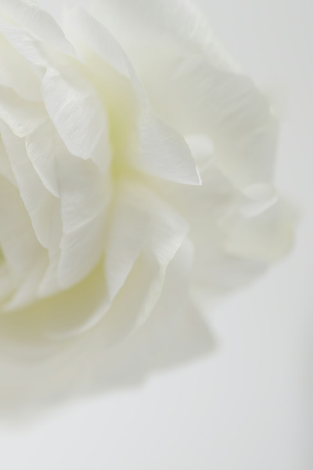 a close up of a white flower on a white background