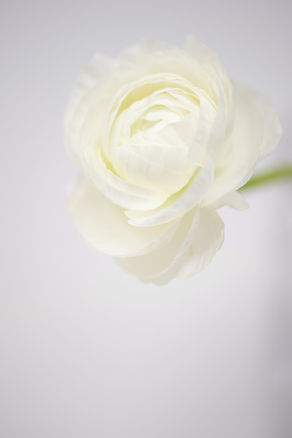 a white flower is in a vase on a table