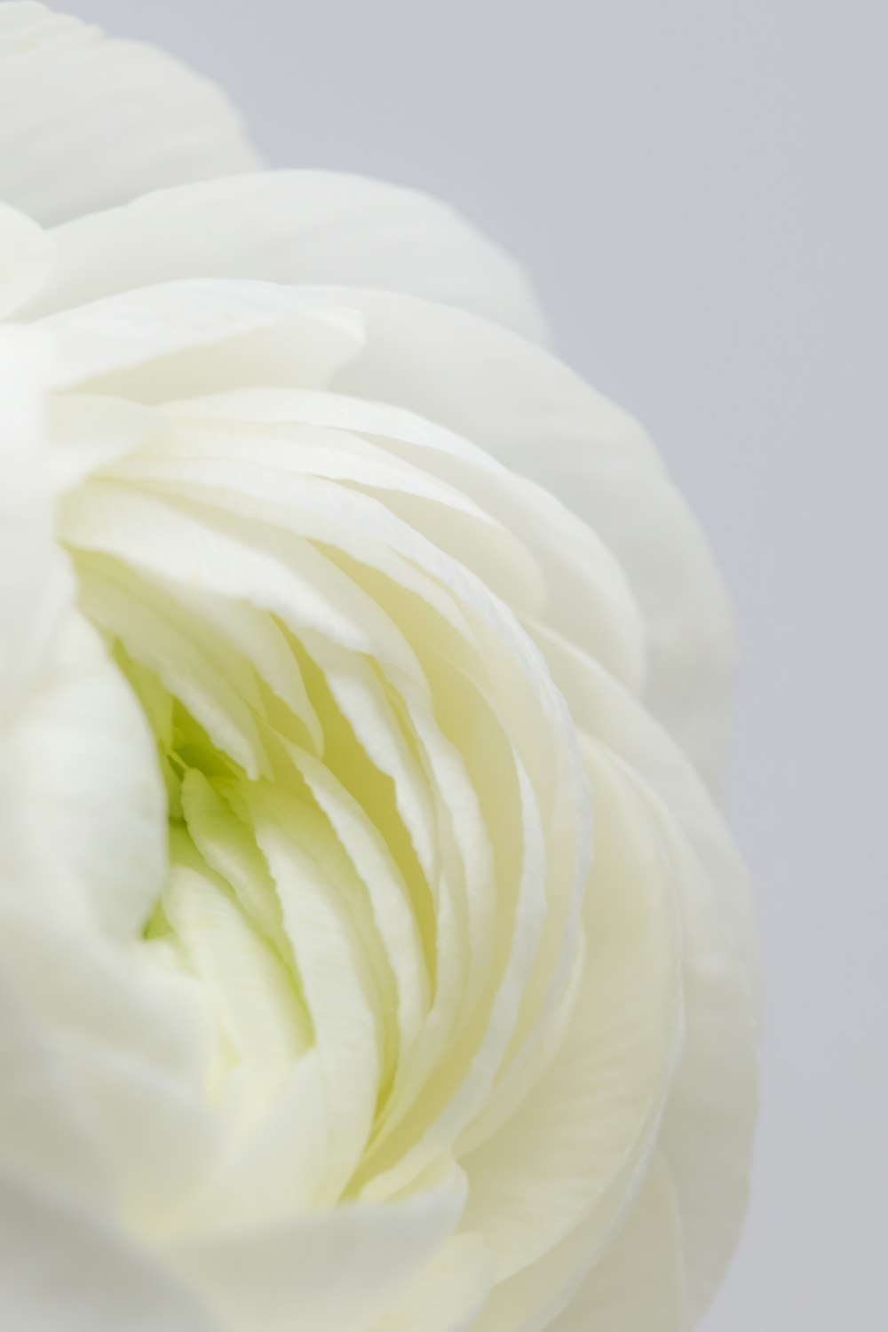 a close up of a white flower on a white background