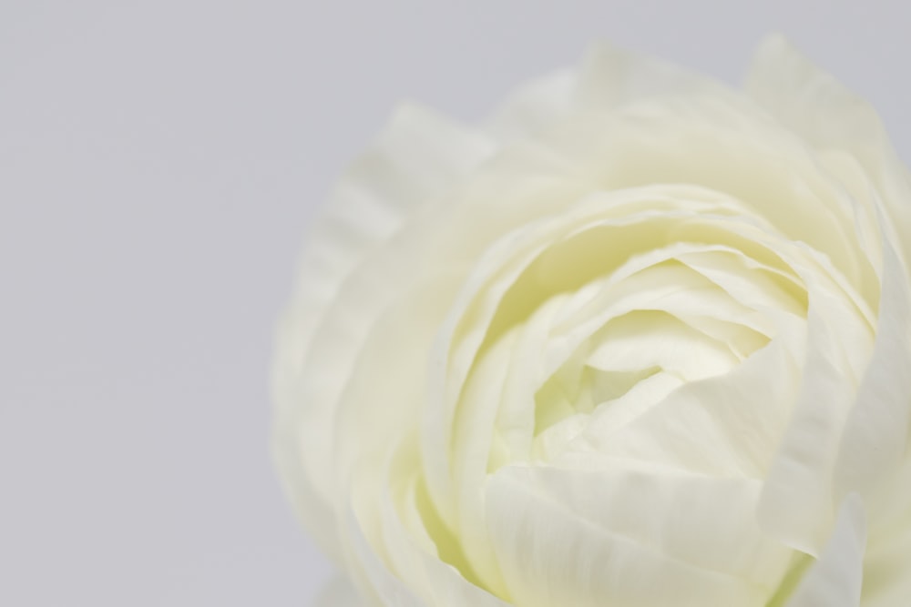 a close up of a white flower on a white background