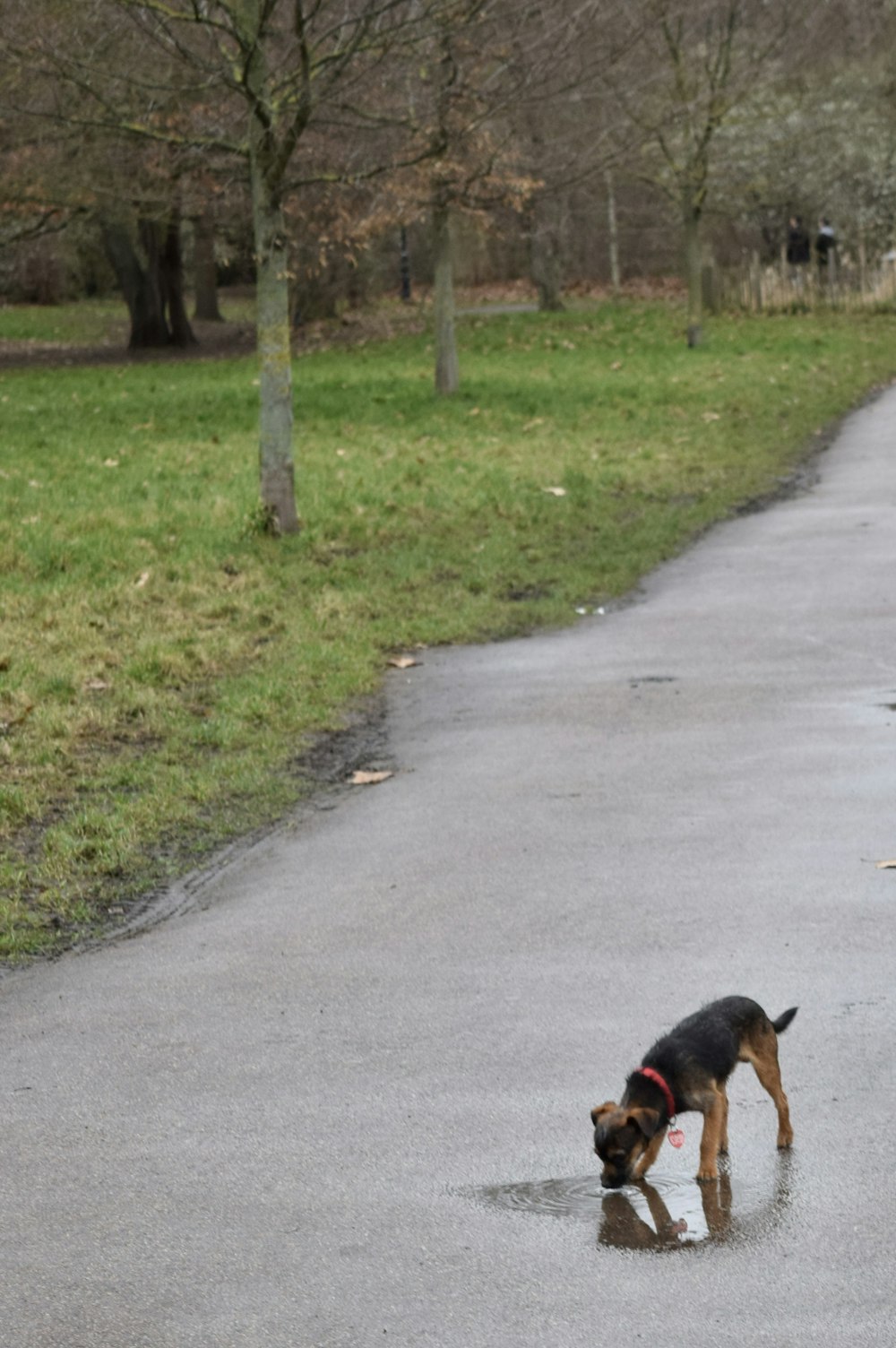 a dog is playing with a frisbee in the street